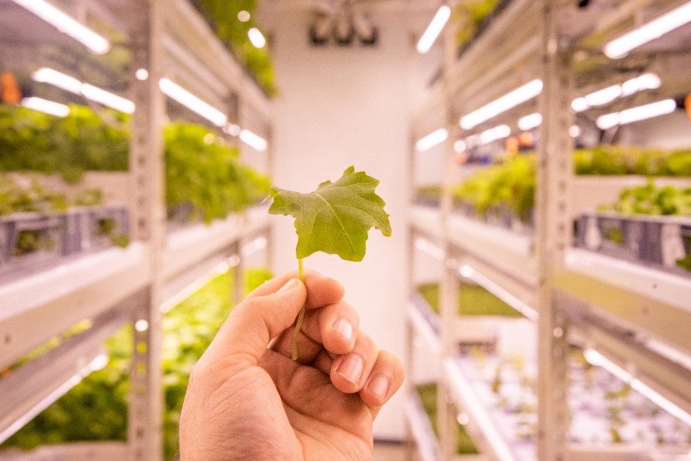 Grown Lettuce
